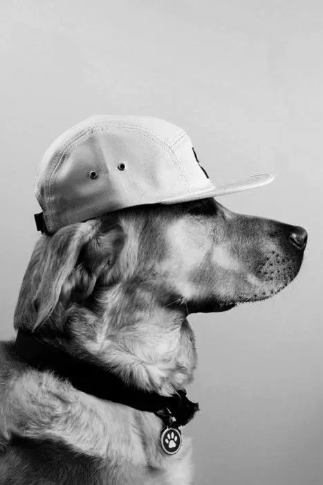 Портрет питомца: чёрно-белый профиль и кепка